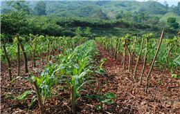 Agroforestry land restoration technique improves food security in Honduras