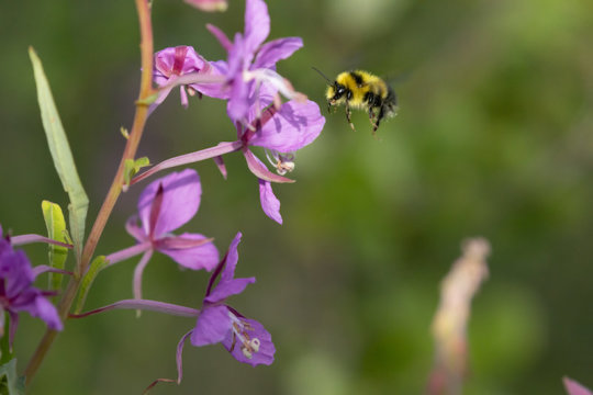 Bumble bees can experience an object using one sense and later recognize it using another